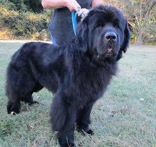 Bear acres hot sale newfoundlands
