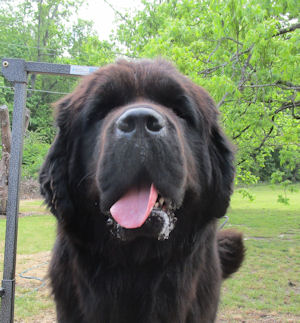 Bear acres hot sale newfoundlands
